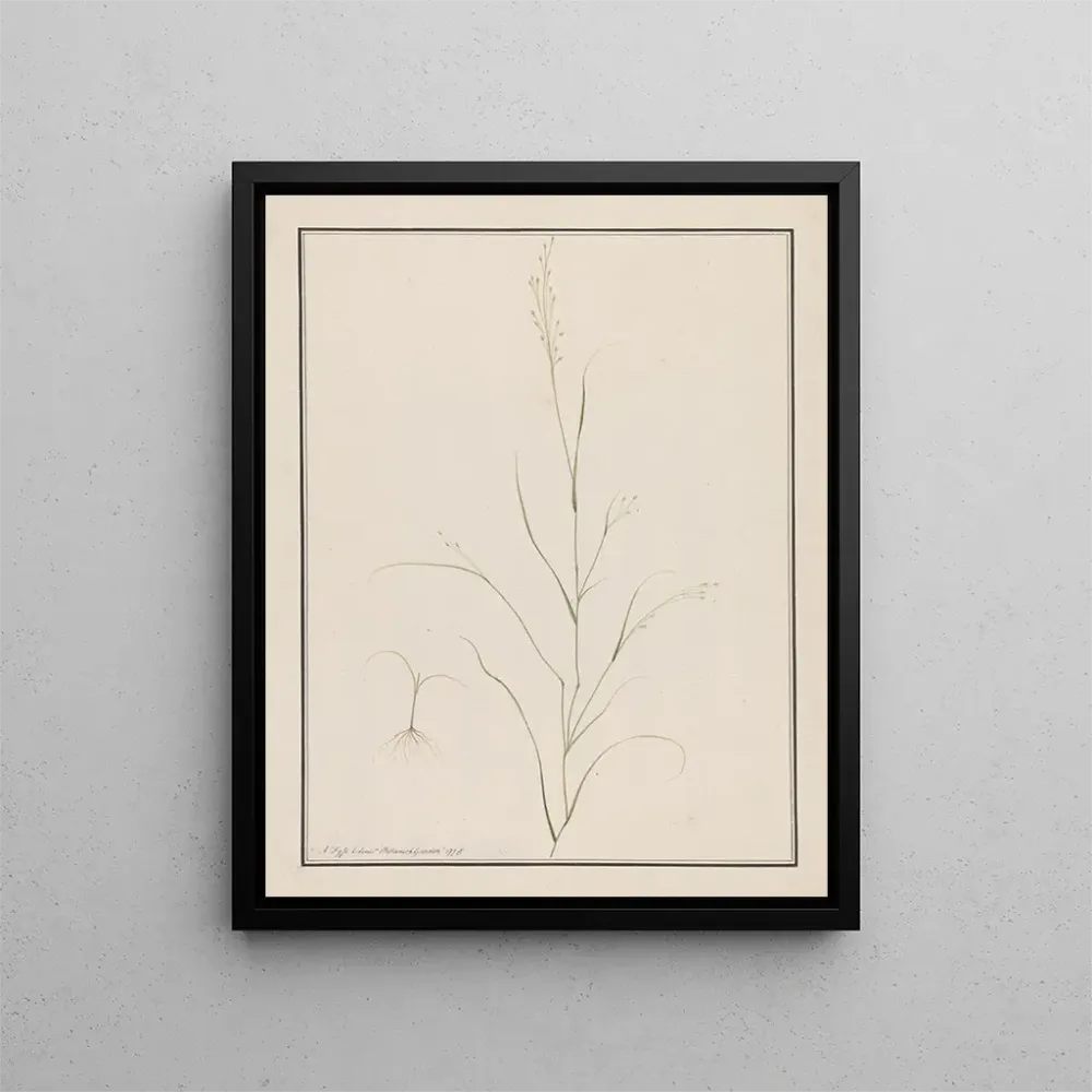 Maalaus Tête d'Eragrostis - Andrew Fyfe | Taidetuloste