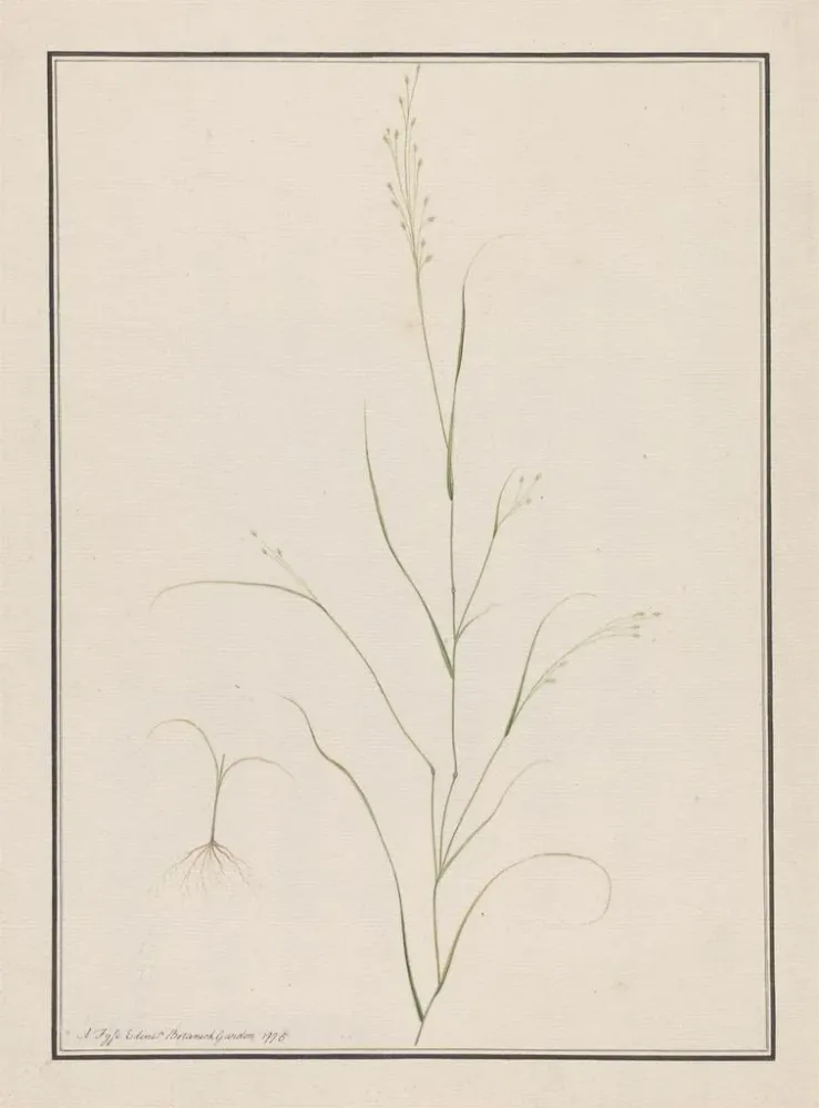 Maalaus Tête d'Eragrostis - Andrew Fyfe | Taidetuloste