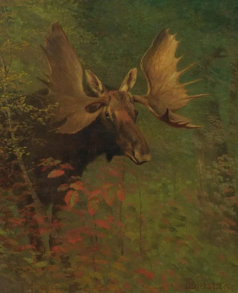 Maalaus Tutkimus hirvestä - Albert Bierstadt | Taidetuloste