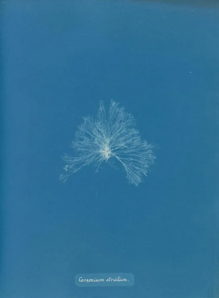 Maalaus Une céramique étanche - Anna Atkins | Taidetuloste