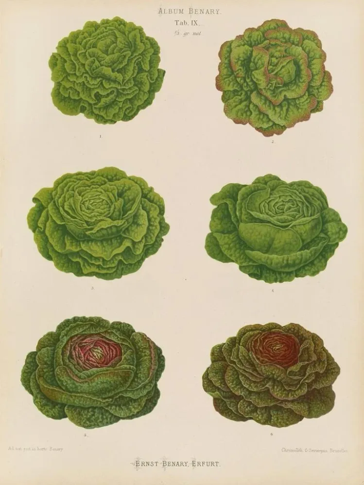 Maalaus Variété de laitues de chou - Ernst Benary | Taidetuloste
