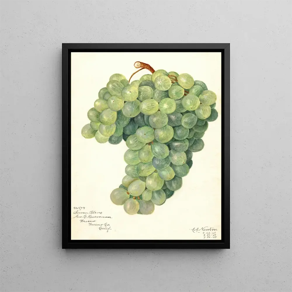 Maalaus Vigne Servan Blanc - Amanda Almira Newton | Taidetuloste