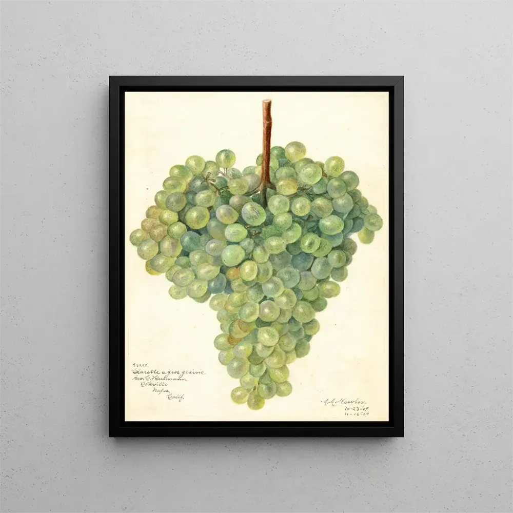 Maalaus Vitis Clarette à Gros Grains - Amanda Almira Newton | Taidetuloste