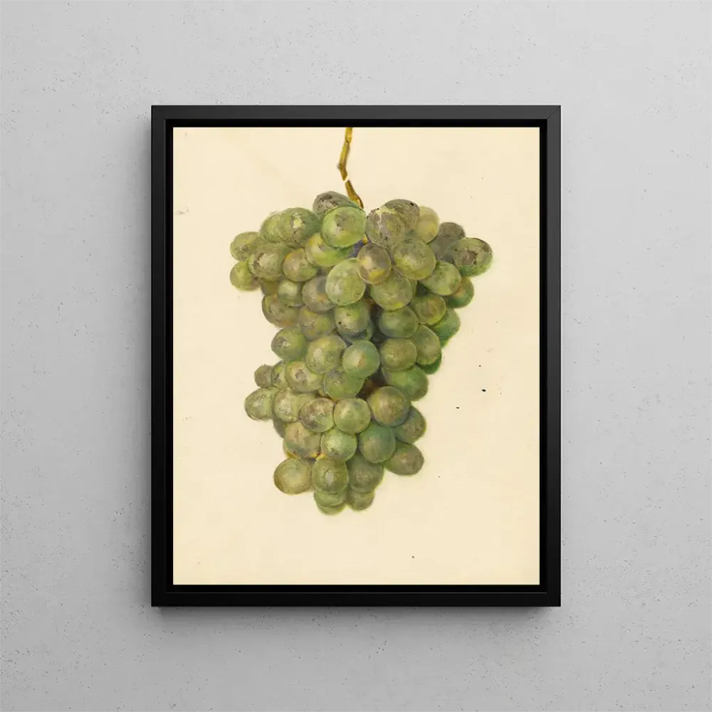Maalaus Vitis Ontario - Amanda Almira Newton | Taidetuloste