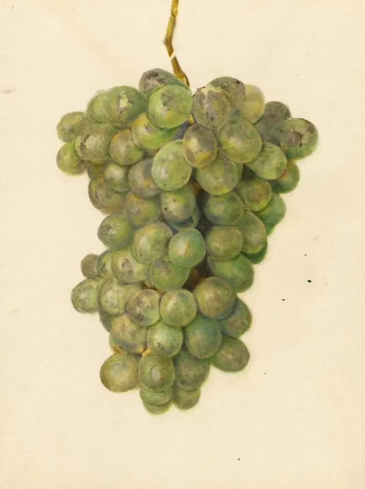 Maalaus Vitis Ontario - Amanda Almira Newton | Taidetuloste