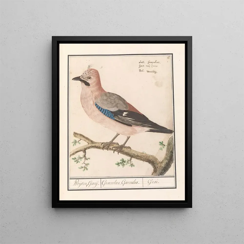 Maalaus Vlaamse gaai Garrulus glandarius (Cas Conflit) - Anselmus Botius de Boodt | Taidetuloste