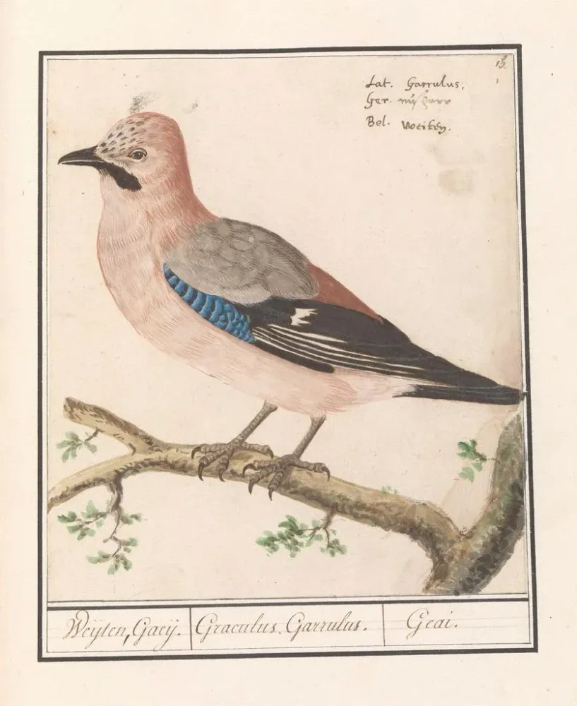 Maalaus Vlaamse gaai Garrulus glandarius (Cas Conflit) - Anselmus Botius de Boodt | Taidetuloste