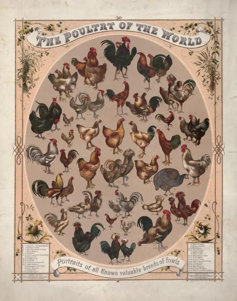 Maalaus La volaille du monde : portraits de toutes les races de volailles connues - Louis Prang Co | Taidetuloste