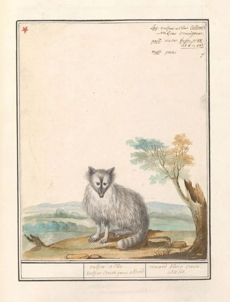 Maalaus Vos Renards renards renards renards blancs Crucigera aldvov renard fade crois isalis - Anselmus Botius de Boodt |...