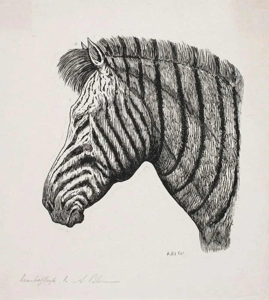 Maalaus Zebrakoppal - Alexander Blom | Taidetuloste