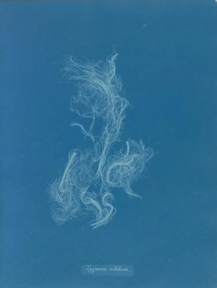 Maalaus Zygnema brillant - Anna Atkins | Taidetuloste
