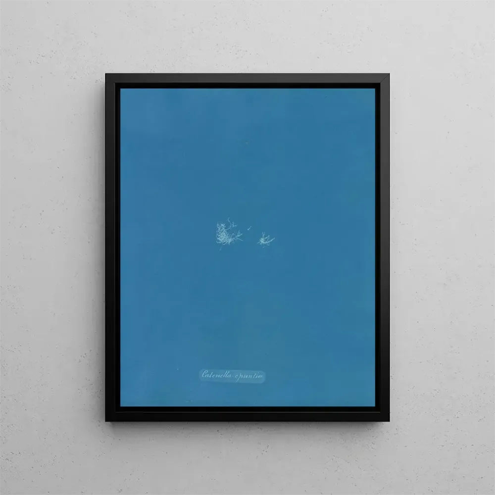 Opuntia-ketjun maalaus - Anna Atkins | Taidetuloste