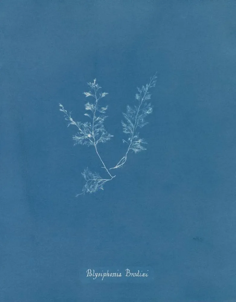 Polysiphonia Brodiaei -osa X - Anna Atkins | Taidetuloste