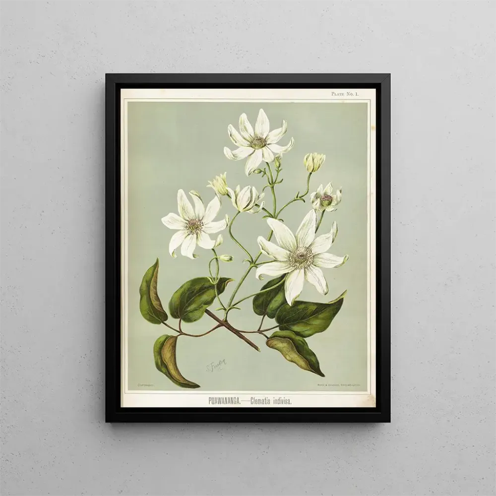 Puawananga Clematis indivisa, Planche 1 - Sarah Featon | Taidetuloste