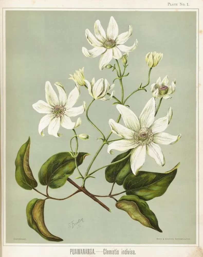 Puawananga Clematis indivisa, Planche 1 - Sarah Featon | Taidetuloste