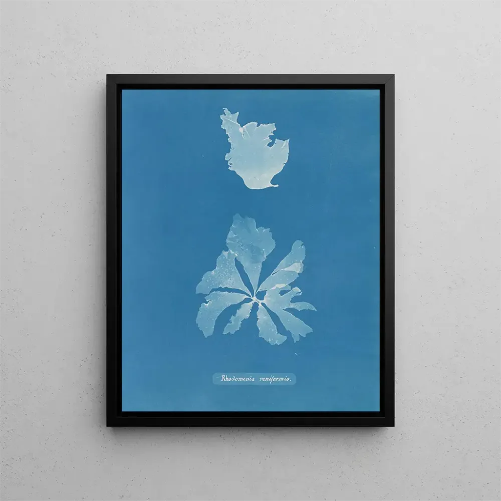 Rhodoménie réniforme - Anna Atkins taidetuloste