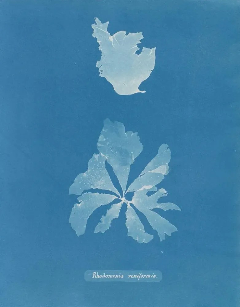 Rhodoménie réniforme - Anna Atkins taidetuloste