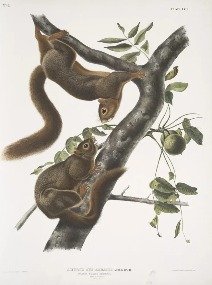 Sciurus subauratus, oranssinvatsaorava, uros ja naaras, luonnollinen koko - John Woodhouse Audubon | Taidetuloste