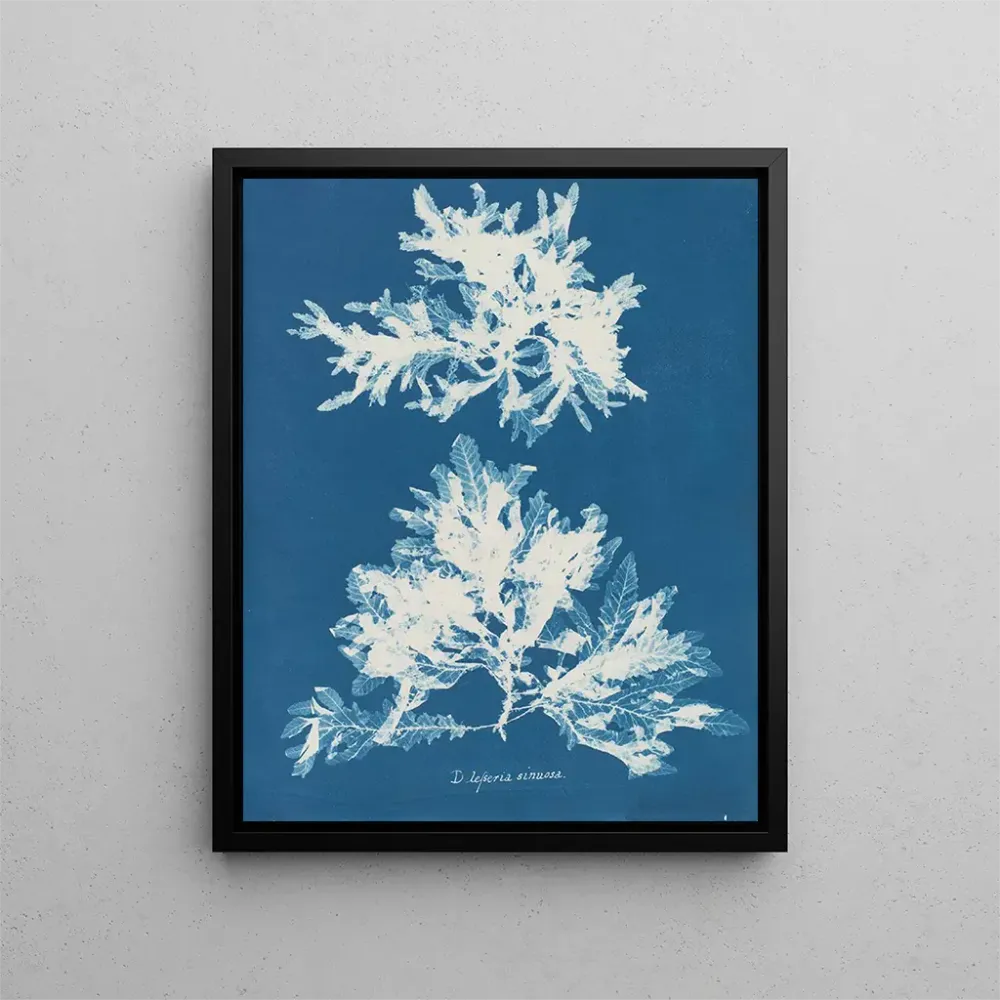 Sinertävä taidetuloste - Anna Atkins | Taidetuloste