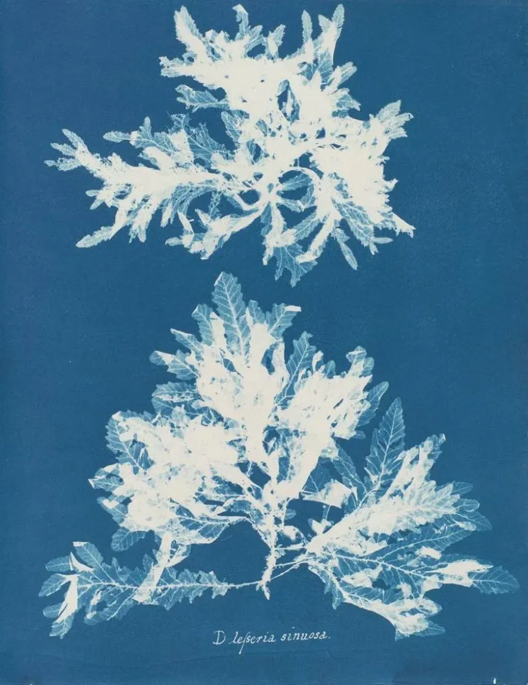 Sinertävä taidetuloste - Anna Atkins | Taidetuloste