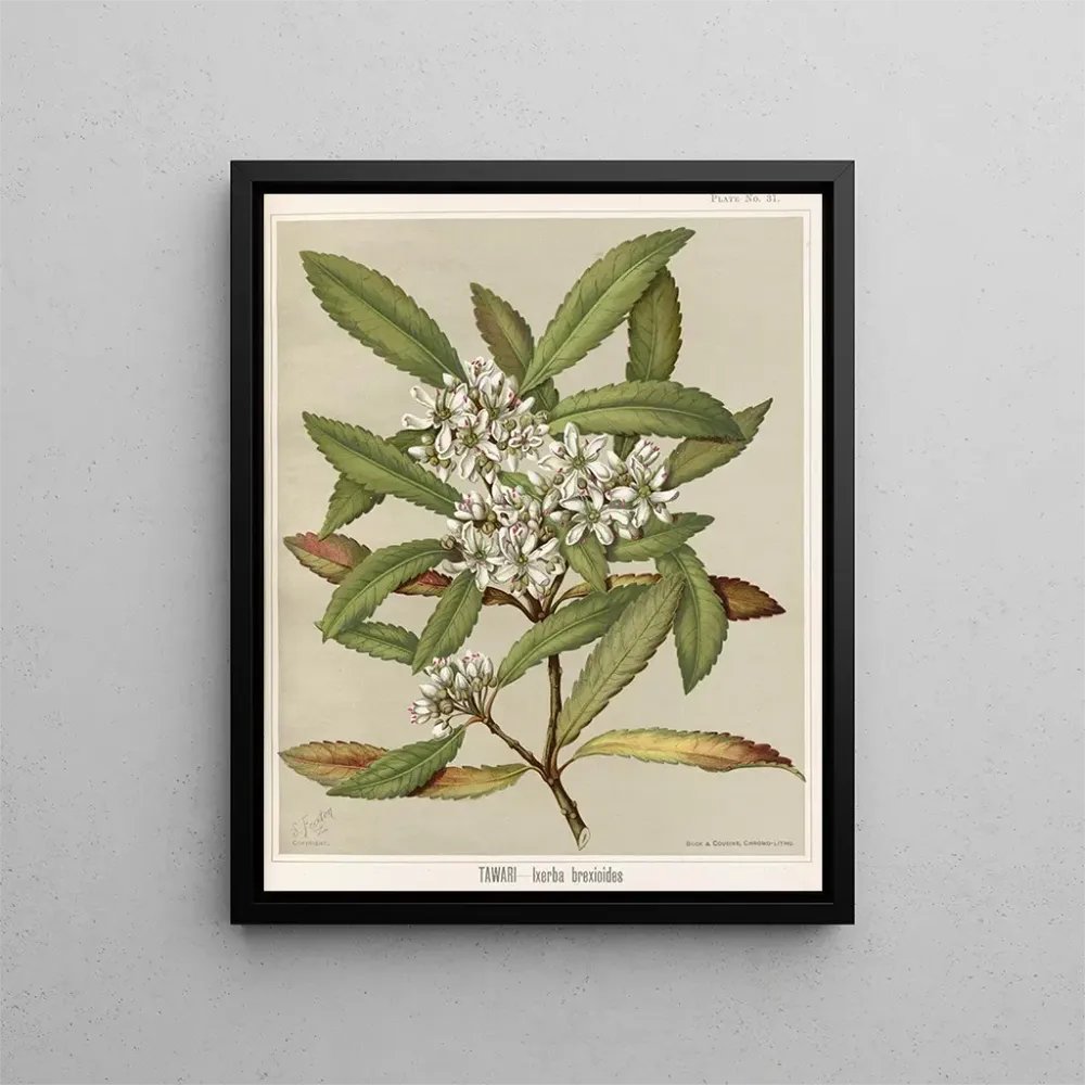 Taidetuloste Tawari Ixerba brexioides, Planche 31 - Sarah Featon