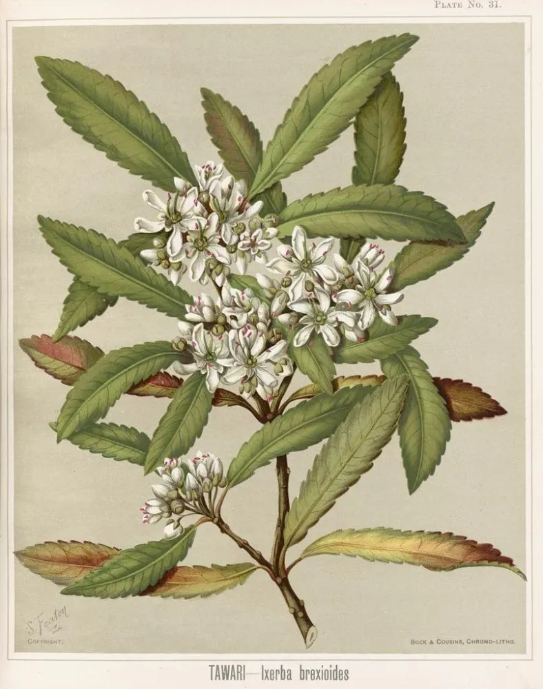 Taidetuloste Tawari Ixerba brexioides, Planche 31 - Sarah Featon
