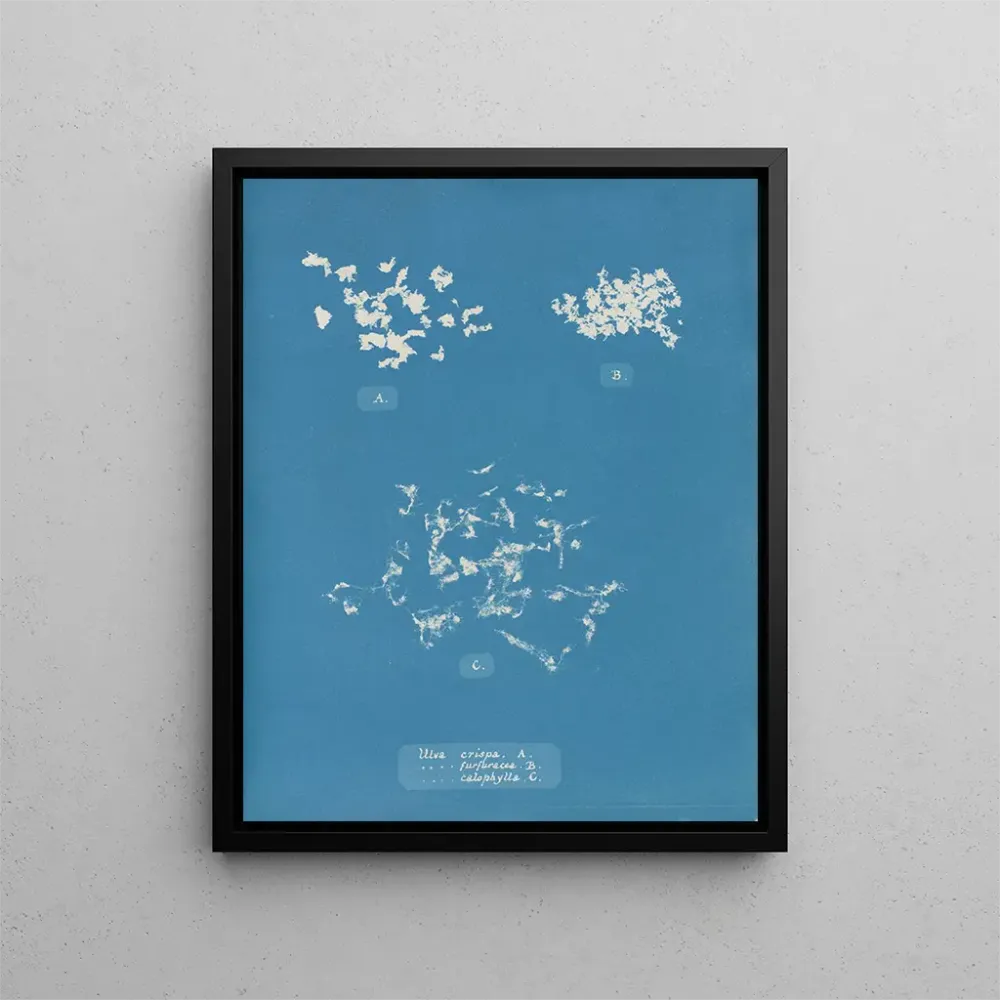 Ulva crispa - Anna Atkins taidetuloste